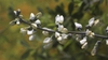 Baptisia alba