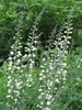 Baptisia alba