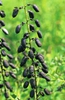 Baptisia alba