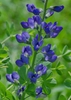 Baptisia australis
