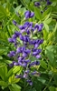 Dark blue flowers on an erect raceme