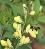 Flower detail with bee