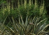 Form in bloom