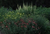 Growing in the spring garden