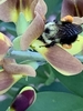 Large bee probing the flower.