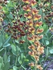 A raceme of dark maroon flowers & one of gold & brown flowers.