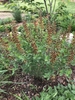Compact plant with upright racemes of yellow & maroon flowers.