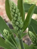 Flower buds forming