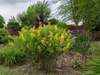 Compact plant with many erect racemes of yellow flowers.