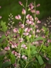 A raceme of medium pink flowers.
