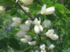 Baptisia alba