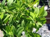 Baptisia alba