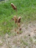 Fruit