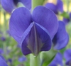 Baptisia australis flower