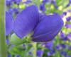 Baptisia australis flower