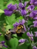 Baptisia australis with Bumblebees (Bombus spp.)