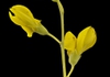 Baptisia tinctoria