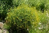 rounded subshrub with fine foliage and 100s of yellow flowers.