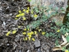 fine foliage and small yellow pea-shaped flowers.