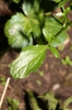 Leaf