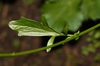 Stem