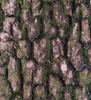 Bark closeup showing light brown bark with green moss edges