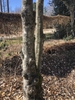 Magnolia kobus Bark in March in Wake County, NC