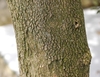 Potion of trunk showing bark characteristics