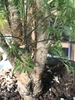 Bark of a potted plant
