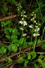 Form