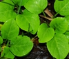 Leaves