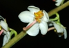 Flower and stem