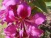 Bauhinia x blakeana flower