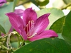 Bauhinia x blakeana