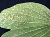 Bauhinia x blakeana and Persea mites