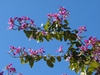 Bauhinia x blakeana