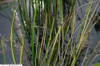 Baumea rubiginosa
