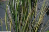 Baumea rubiginosa