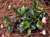 Begonia