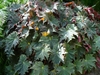 Potted plant with palmately lobed leaves.