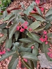 dark green leaves with silver spots, and reddish-pink flowers