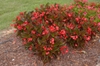 Begonia x benaratensis