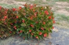 Begonia x benaratensis