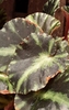Variegated leaf detail
