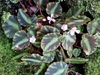 Variaged leaves and small whitish flwoers