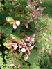 Begonia grandis