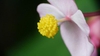 Begonia grandis