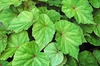 Begonia grandis leaves