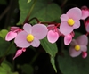 Begonia grandis flower