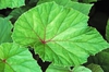 Begonia grandis leaf